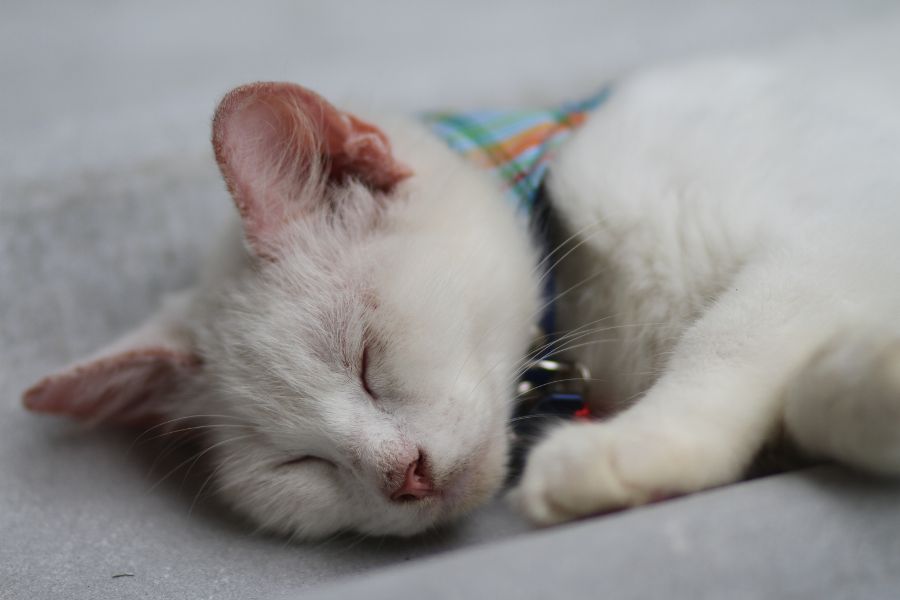 Bệnh Viêm Phúc Mạc Ở Mèo - Feline Infectious Peritonitis (FIP)